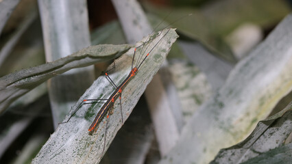 Oreophoetes peruana,  Zoo de Santillana del Mar, Cantabria, España