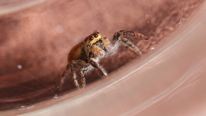Araña Saltarina