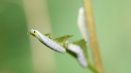 Mariposario, Zoo de Santillana del Mar, Cantabria, España