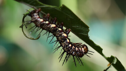Oruga mariposa Julia, Zoo de Santillana del Mar, Cantabria, España