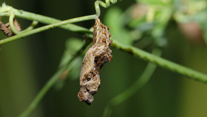 Crisálida, Zoo de Santillana del Mar, Cantabria, España