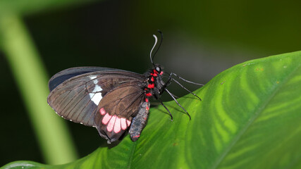 Mariposario, Zoo de Santillana del Mar, Cantabria, España