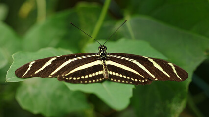 Mariposa cebra, Zoo de Santillana del Mar, Cantabria, Espa&ntilde;a