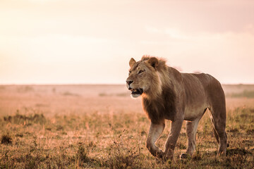 Male lion in early morning sunlight - obrazy, fototapety, plakaty