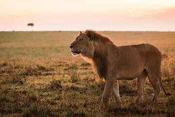 Male lion in early morning sunlight
