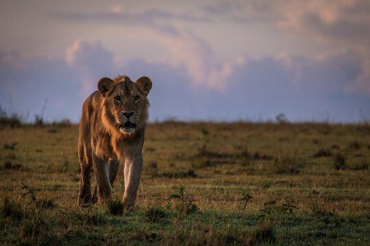 Male lion in early morning sunlight