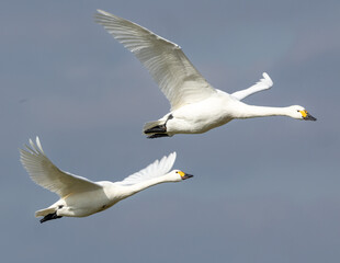 Fototapeta na wymiar Pair of bewicks' swans in flight.