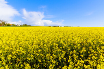Obraz premium A large yellow field of blooming rapeseed. Modern methods of growing rapeseed in agriculture.