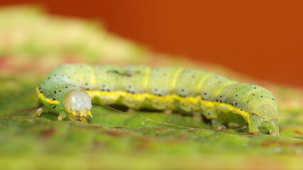 Noctua de las huertas o Lacanobia oleracea