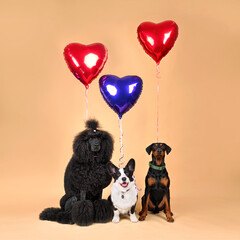 Three cute dogs with red balloons in shape of heart