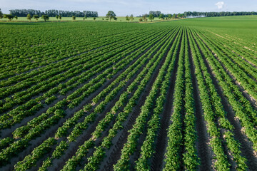 Fototapeta na wymiar A top view of a field where potatoes grow in long, even rows and are cultivated in large quantities. This is an industrial farm.
