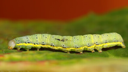 Noctua de las huertas o Lacanobia oleracea
