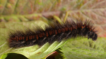 Oruga Mariposa Nocturna