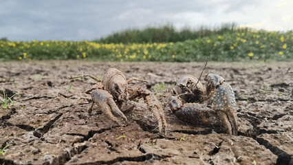 Terreno seco de Alday, Camargo, Cantabria, España