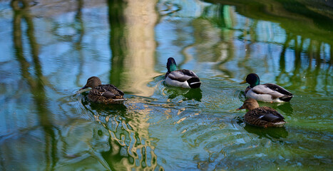 A flock of mallard ducks swims in a pond, spring day