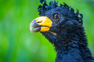 Male bare faced Curassow Crax fasciolata, Black bird, Pantanal, Brazil