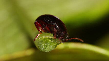 Escarabajo fotografiado en Cantabria, España