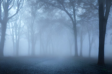 Spooky blue moment in a misty night.