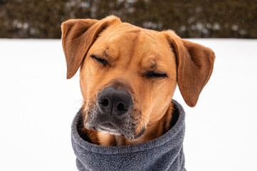 Fototapeta na wymiar Brown Potcake Dog Posing in the Winter Snow, Hedge Background