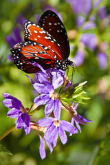 Fototapeta na wymiar Monarch butterfly, (Danaus Plexippus) on purple flower