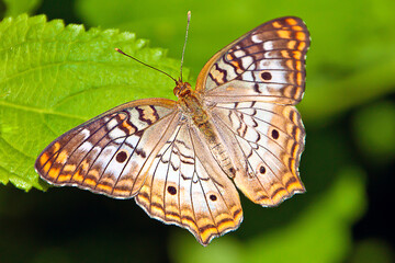 White Peacock butterfly, (Anartia jatrophae) on green leaf