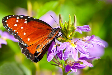 Queen butterfly, Danaus gilippus,  on purple flower