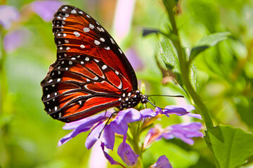 Monarch, butterfly (Danaus Plexippus) on purple flower