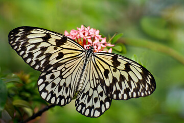 Tree Nymph (Idea Leuconoe) At Aruba Butterfly Farm
