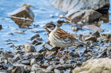 Reed Bunting on the river's edge
