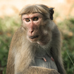 Toque Macaque, Monkey, posing on stone with Sri Lanka Landscape