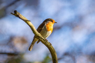 Robin on a dead branch
