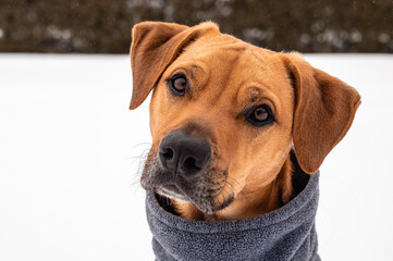 Brown Potcake Dog Posing in the Winter Snow, Hedge Background