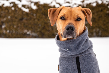 Brown Potcake Dog Posing in the Winter Snow, Hedge Background