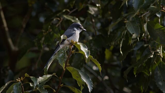 An Ashy Minivet Perching and Flying Away.