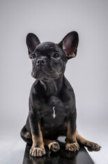Black french bouledogue puppy on white background is looking up