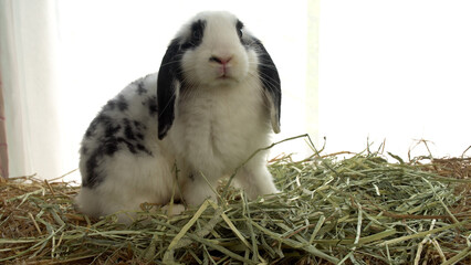 Lovely furry hare baby rabbit Holland lop looking at something sitting on dry straw grass over...