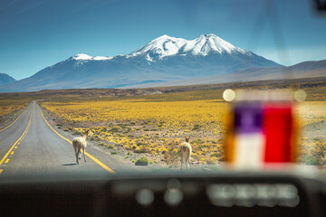 Guanaco vicuna in Atacama road from car with Chilean flag, Chile, South America
