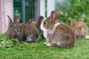 Adorable baby rabbit bunny brown eating fresh timothy grass while sitting on green grass over bokeh nature background. Infant brown white eat fresh grass on lawn. Easter bunny animal concept.