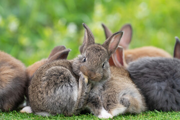 Cuddly furry rabbit bunny clean body sitting together with family on green grass natural background. Baby fluffy rabbit black, brown bunny family playful on field. Easter newborn bunny family concept