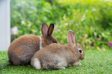 Adorable baby rabbit sitting together on the green grass. Two tiny furry baby brown white bunny playful on the meadow. Easter family animal bunny concept.