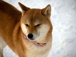 Japanese red coat dog is in winter forest. Portrait of beautiful Shiba inu playing on the snow