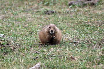Prairie Dog eats on field, frontal close-up