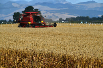 In the time of wheat harvest