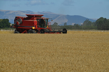 Obraz premium In the time of wheat harvest