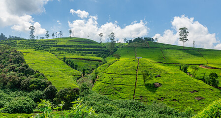 Afternoon Sun and Clouds Over the Sri Lanka Tea Fields