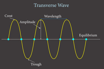 transverse wave presentation . Crest, trough, wavelength and amplitude ,vector illustration