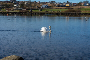 swan on the lake