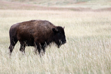 Bison stands in prairie