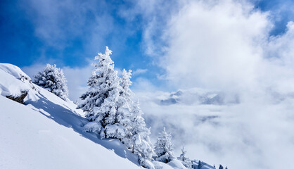 Fototapeta na wymiar Winterlandschaft mit verschneiten Föhren. Der Nebel lichtet sich und gibt den Blick frei auf den blauen Himmel.