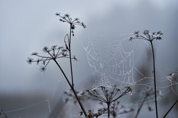 Dekoratives, herbstliches Spinnennetz mit Tautropfen, das sich zwischen den dürren...